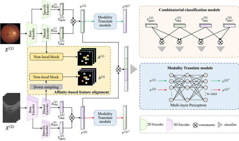 [IEEE SP Letters] Bridging the modality gap in multimodal eye disease screening: learning modality shared-specific features via multi-level regularization